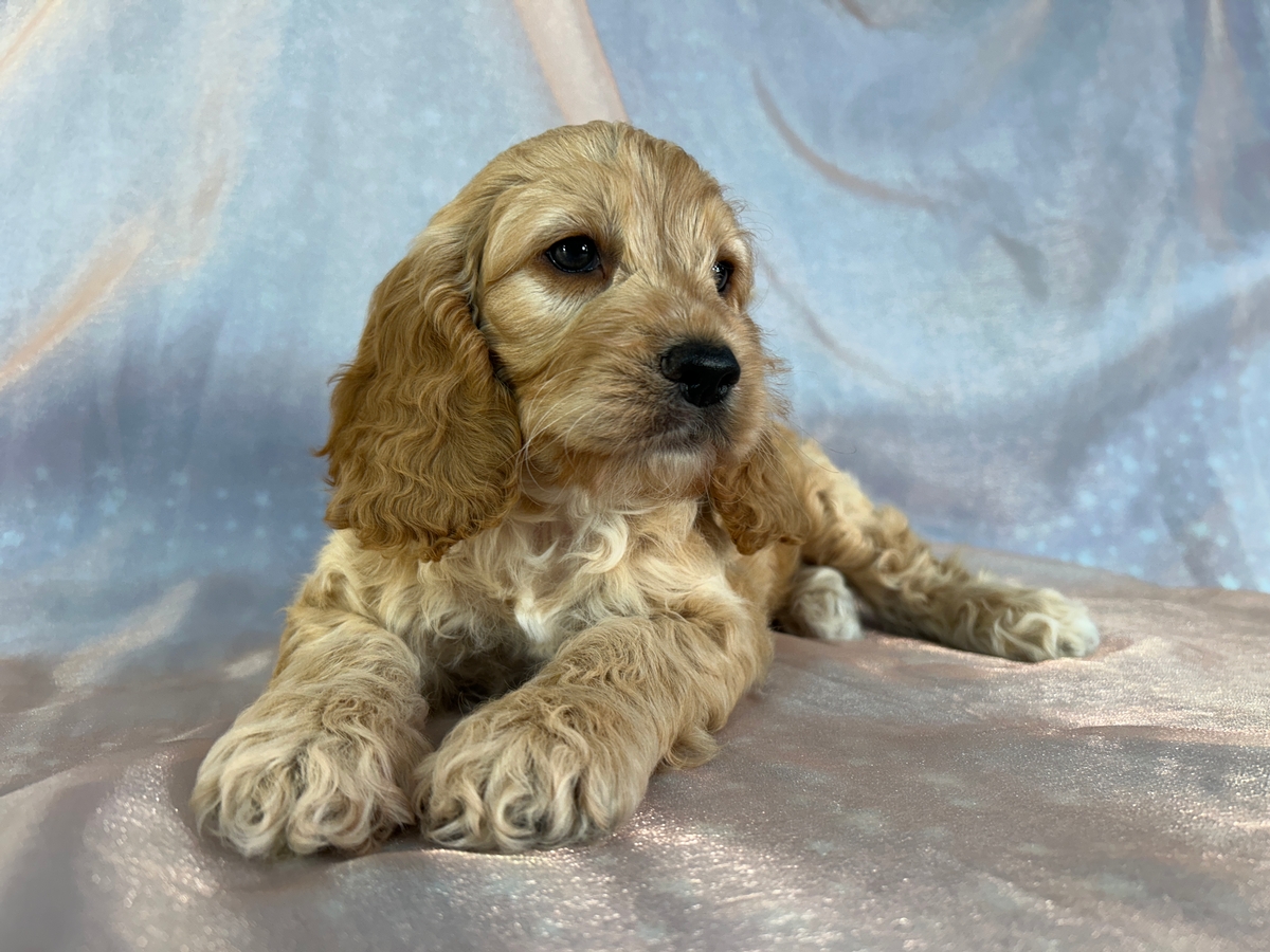 Male F1 Cockapoo Puppy for Sale DOB 3-27-2026 $950